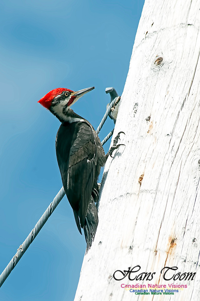 Pileated Woodpecker