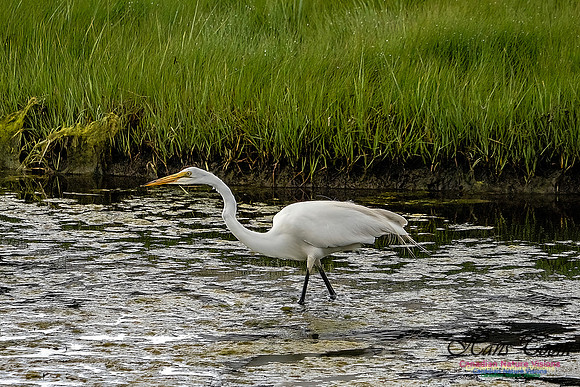 Great Egret 411