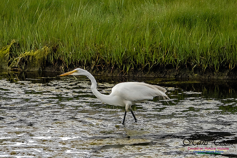 Great Egret 411