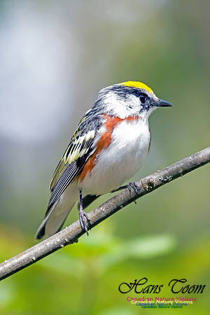 Chestnut-sided Warbler 5