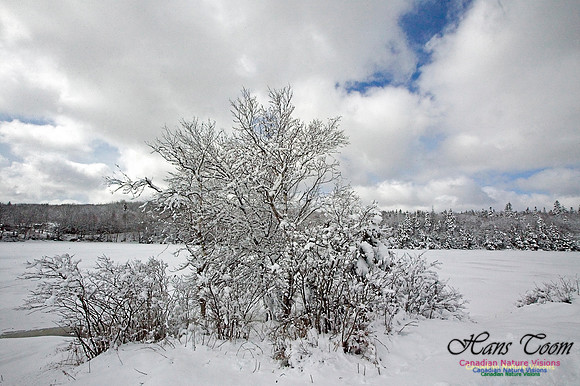 Long Pond Frozen