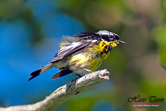 Magnolia Warbler