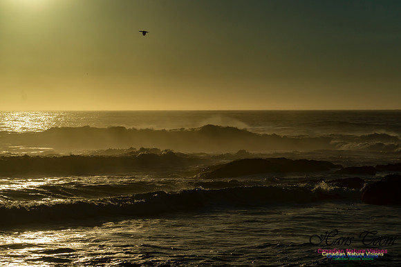 Early Morning on the Coastal Barrens 113