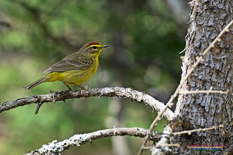 Palm Warbler 102