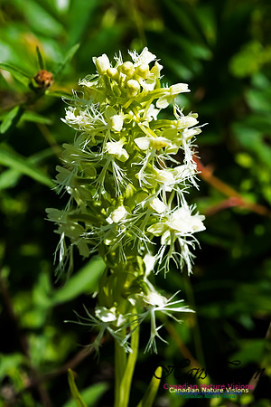 Ragged Fringed Orchid