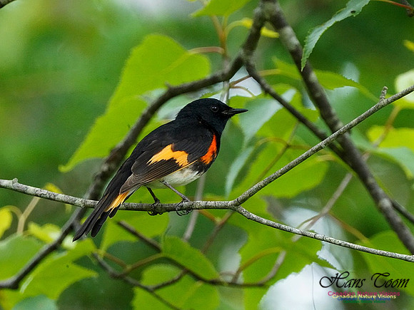 American Redstart 401