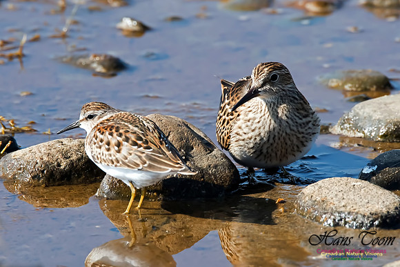 Pectoral and Least Sandpipers