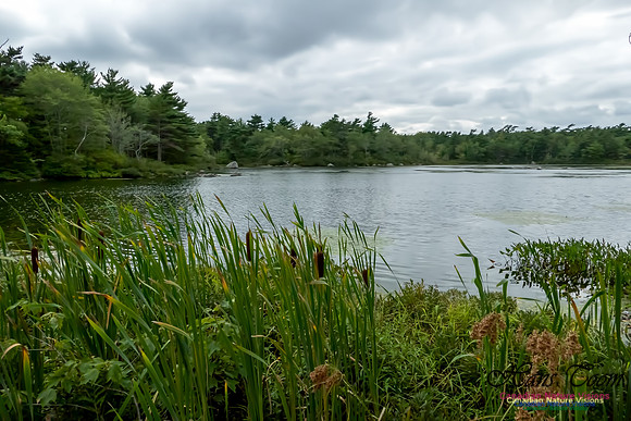 Frog Pond 6
