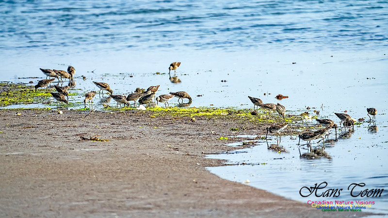 Short-billed Dowitcher 204