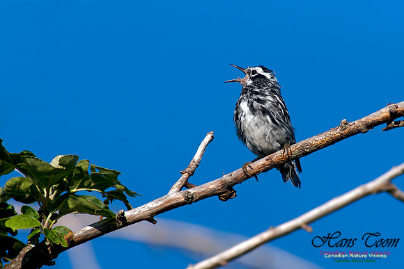 Black-and-White Warbler