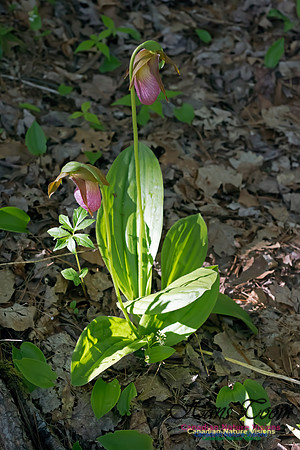 Pink Lady's Slipper