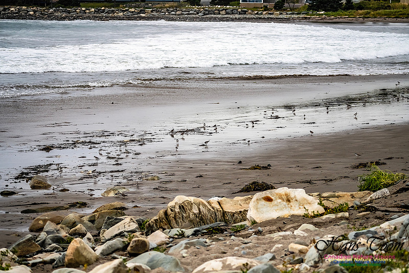 Shorebirds of Hurricane Erin 101