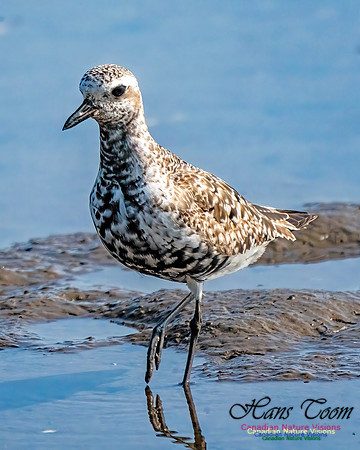 Black-bellied Plover 356