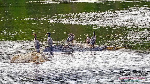 Cormorants Drying Their Wings 101