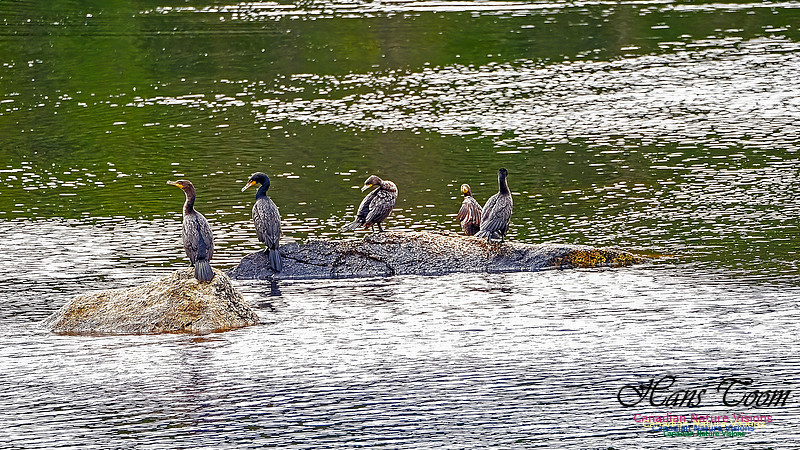 Cormorants Drying Their Wings 101