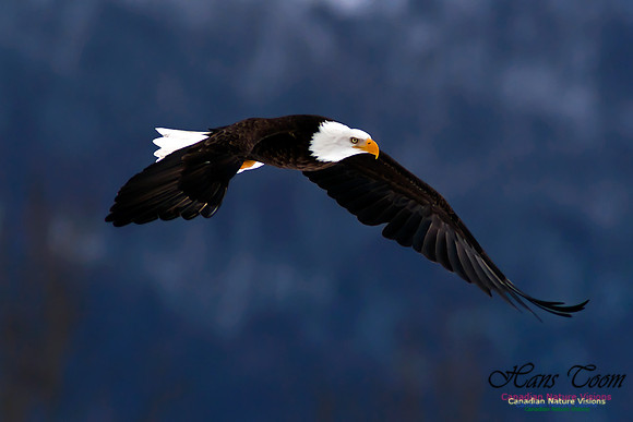 Bald Eagle