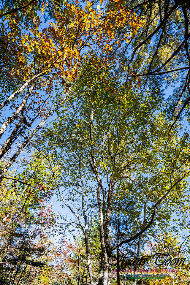 Woodland Stroll 130
