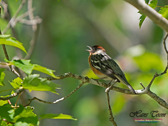 Bay-breasted Warbler 2