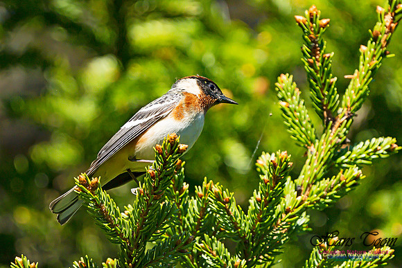 Bay-breasted Warbler 105