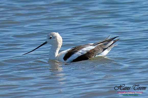 American Avocet 404