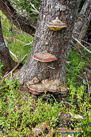 Bracket Fungus