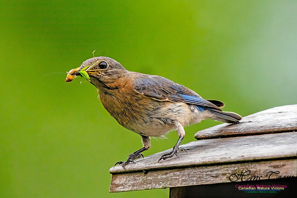 Eastern Bluebird 804