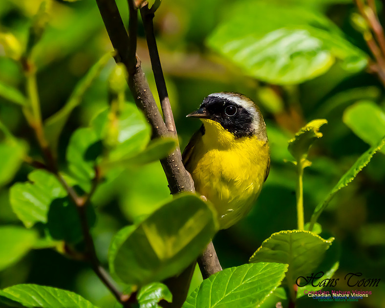 Common Yellowthroat 300