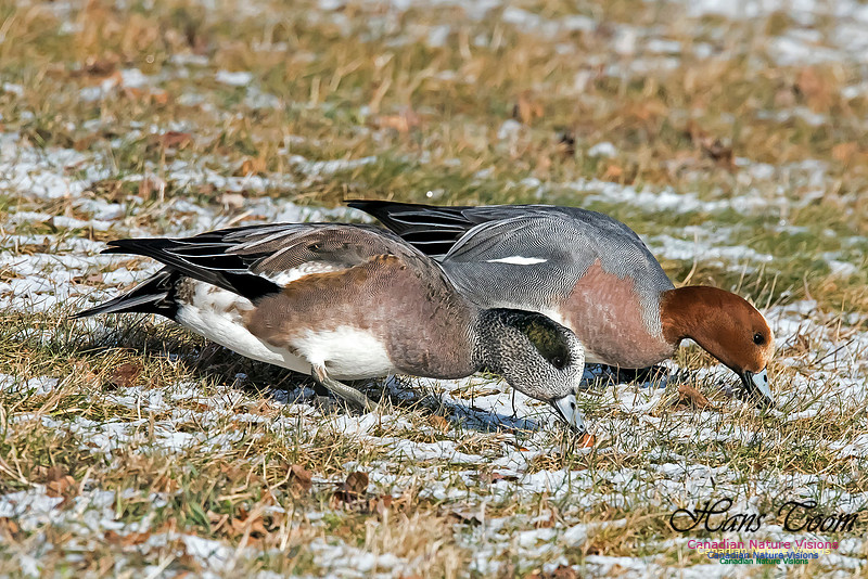 Eurasian and American Wigeon