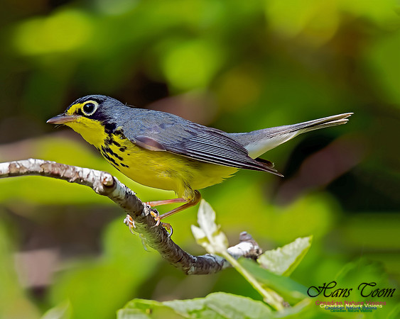 Canada Warbler 3
