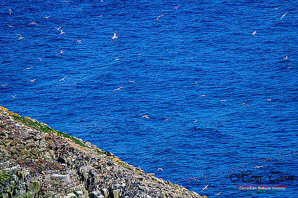 Cape St. Mary's 103