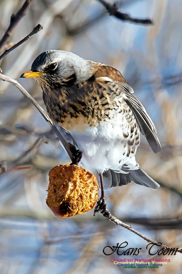 Fieldfare