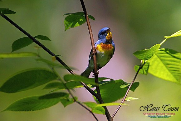 Northern Parula