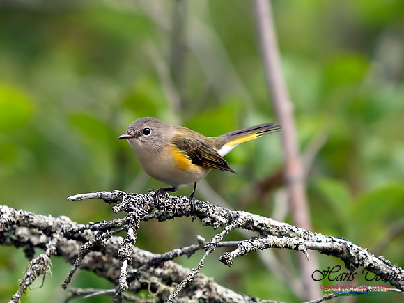 American Redstart 1