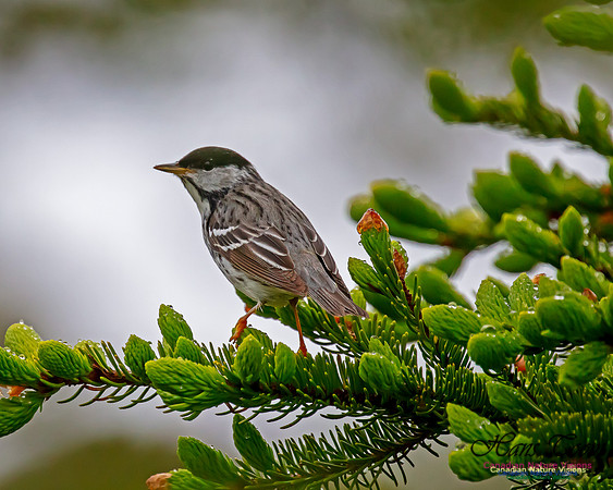 Blackpoll Warbler 105