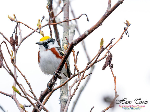 Chestnut-sided Warbler 1