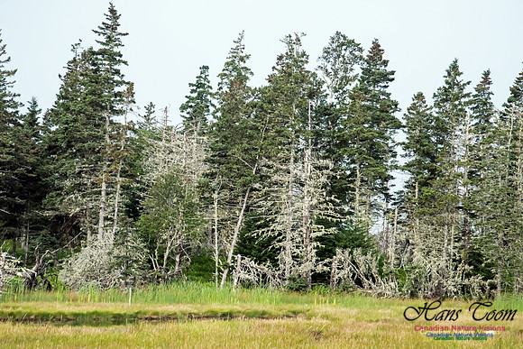 The Bog North of the Pond, Troop Island