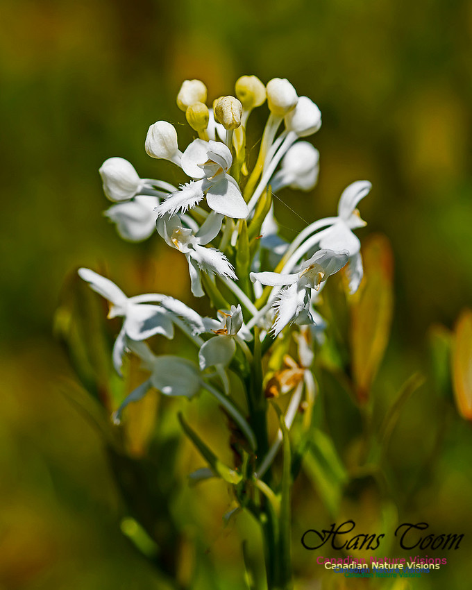 Fringed White Bog Orchid 100