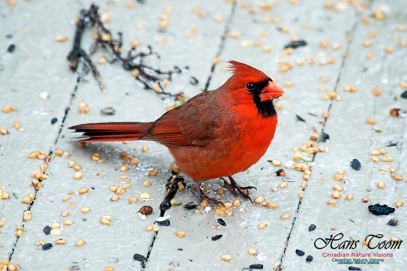 Northern Cardinal