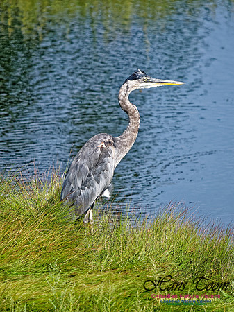 Great Blue Heron 2