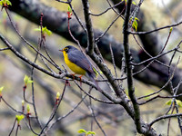 Canada Warbler