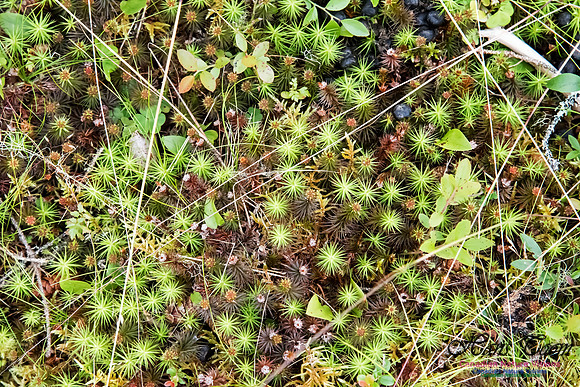 Hair Cap Moss