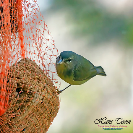 Orange-crowned Warbler 5