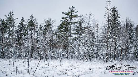 December Snow Scenes in Nova Scotia 119