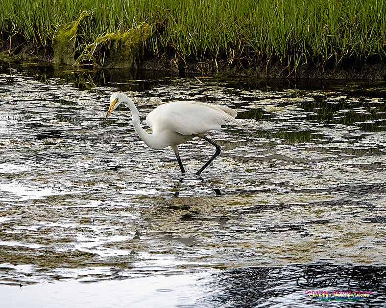Great Egret 408