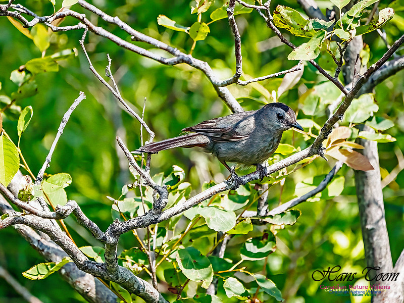 Grey Catbird 101