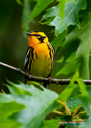 Blackburnian Warbler 101