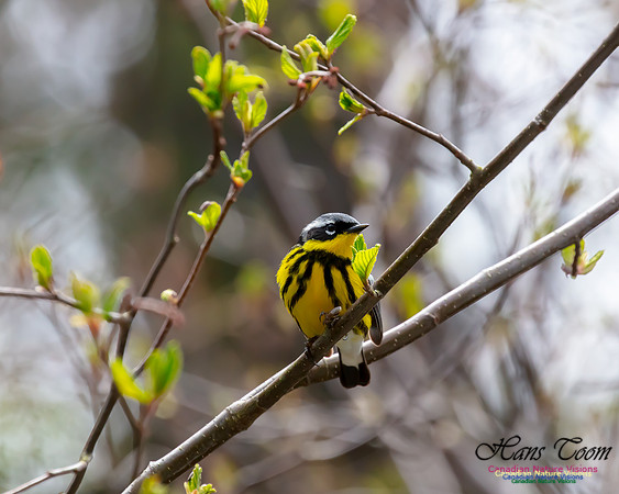 Magnolia Warbler 1