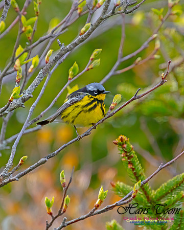 Magnolia Warbler 32