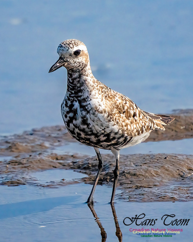 Black-bellied Plover 355