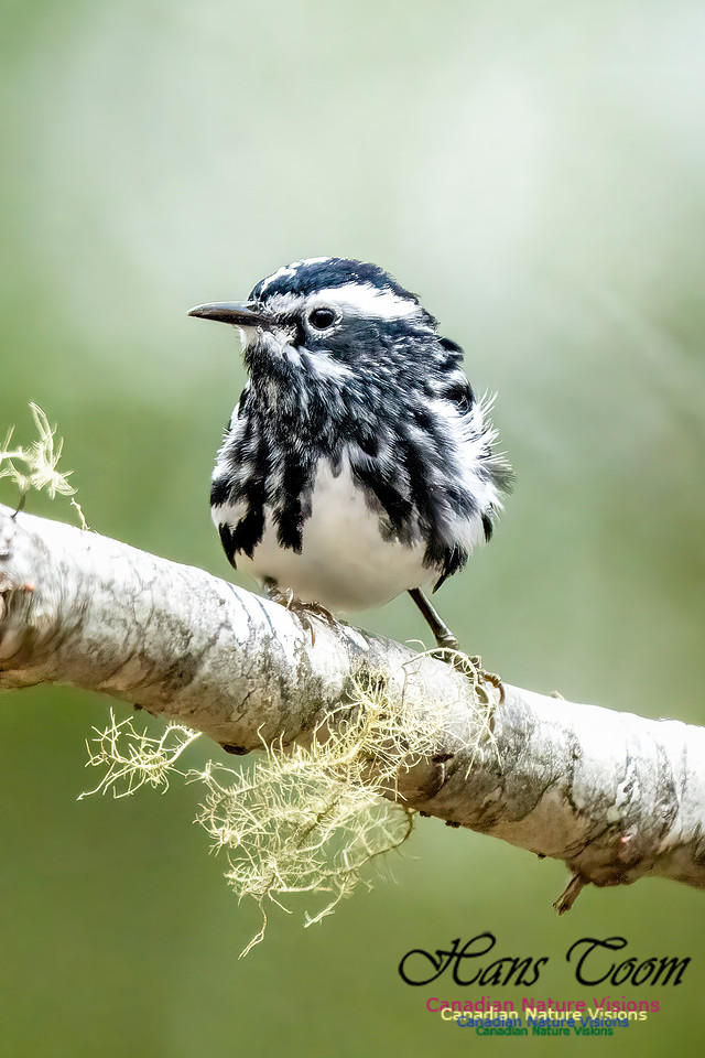Black-and-White Warbler 351
